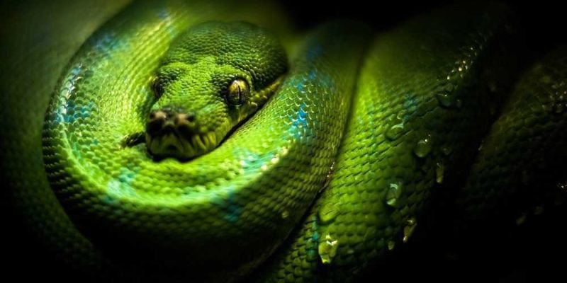 Ý nghĩa của loài rắn trong phong thủy là gì